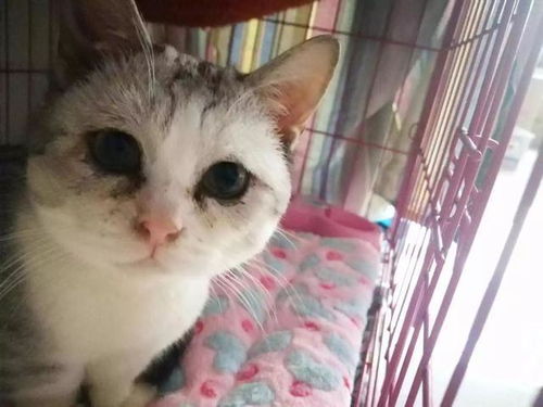 宠物猫出现皮肤病怎么治
