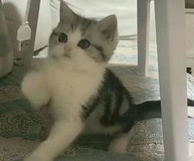 宠物猫怎么把玩