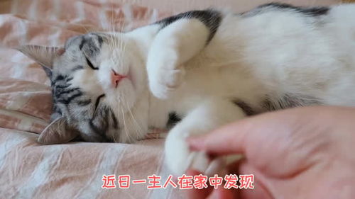 宠物猫怎么销售的