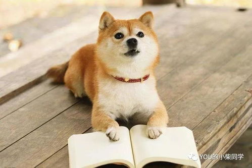 丢失宠物狗柴犬怎么办理