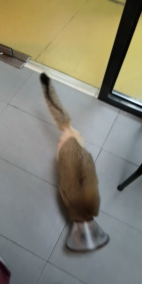 宠物猫骨折怎么办