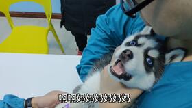 宠物狗二哈衣服怎么做的