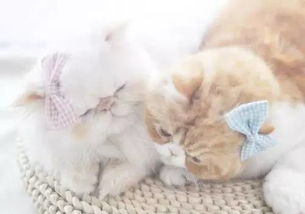 宠物猫怎么回购