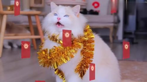 宠物猫过年服装怎么穿