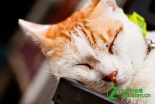 怎么抱着宠物猫拍照