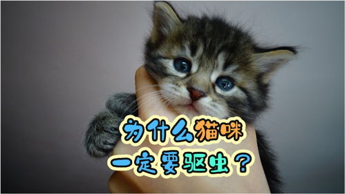 宠物猫是怎么驱虫的