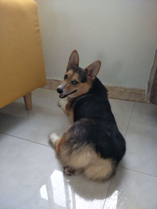 怎么才能领养一只宠物狗