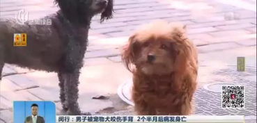 怎么测试宠物狗狂犬病毒