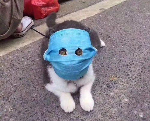 宠物狗不戴口罩怎么办呢