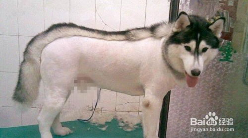 养宠物狗有蚊子怎么办