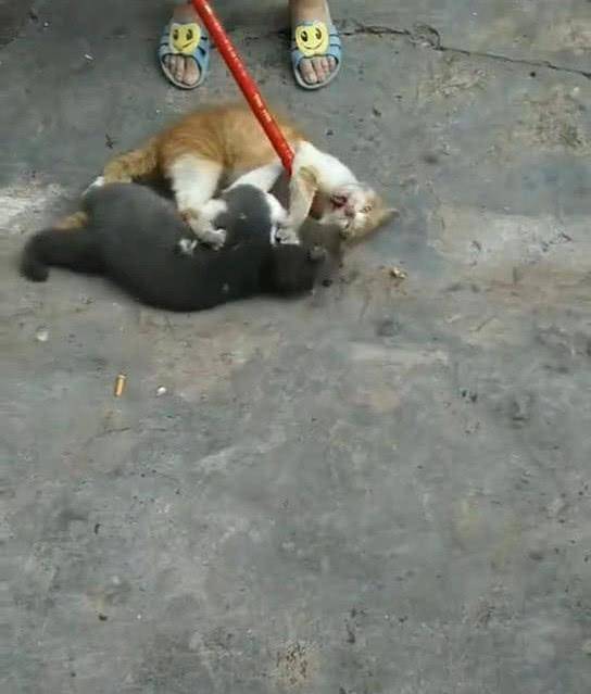 宠物猫去农村会怎么