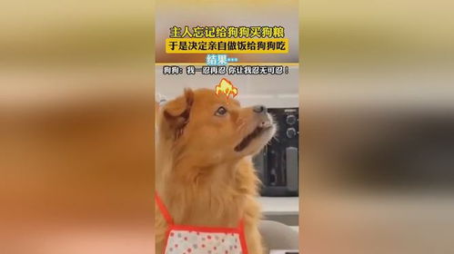 宠物狗怎么做饭给他吃呢
