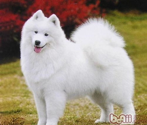 宠物狗幼犬怕冷吗怎么办