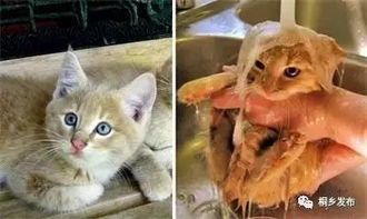 宠物猫是怎么冲凉的