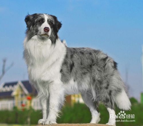 宠物狗有眼屎是怎么治疗