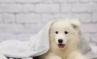 宠物狗未牵绳后续怎么办