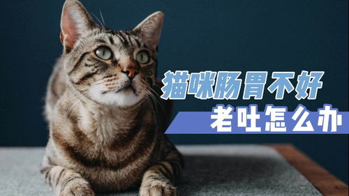 宠物猫老是要吐怎么办呀