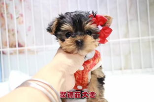 约克夏宠物狗怎么样养的