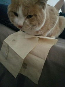 宠物猫怎么生殖的