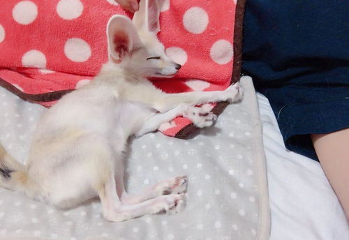 怎么养殖狐狸当宠物猫