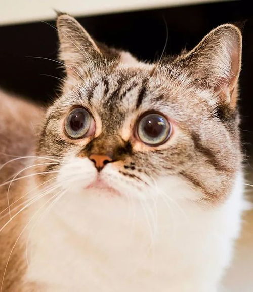 宠物猫怎么那么乖巧