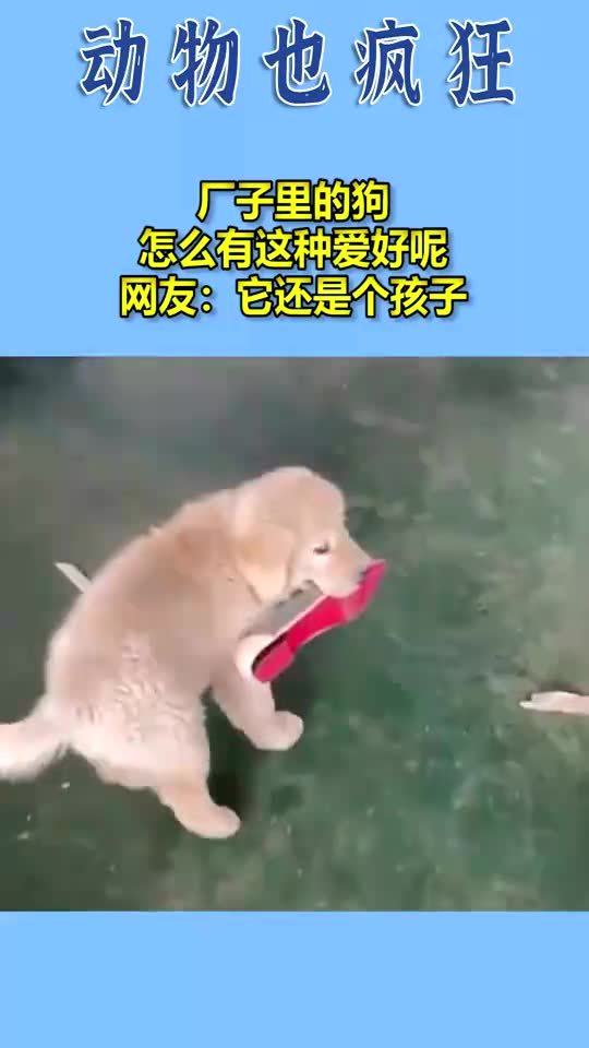 厂子里面的宠物狗怎么样