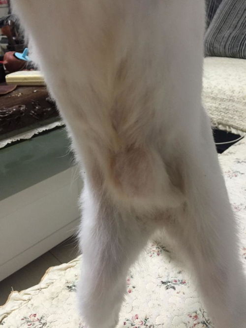 母猫绝育手术多少钱