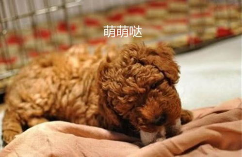 怎么劝朋友买宠物狗养它