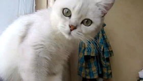 宠物猫毛剪了怎么办