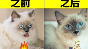 夏天宠物猫怎么降温