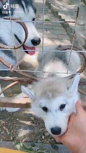 宠物狗野狗打架怎么办啊