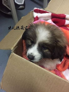 在寝室养了只宠物狗怎么办