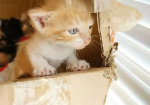 宠物猫怎么教育小猫的