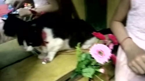 宠物猫链子怎么戴