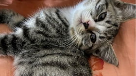 宠物猫怎么喂奶