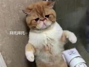 宠物猫患皮肤病怎么办