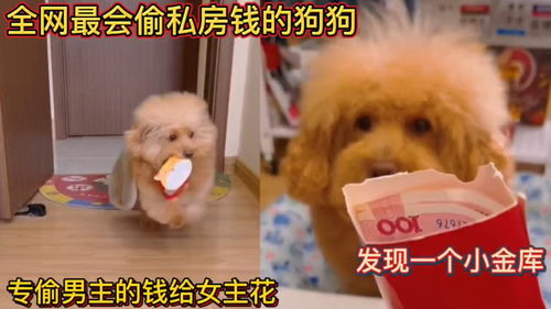 宠物狗偷私房钱怎么办啊