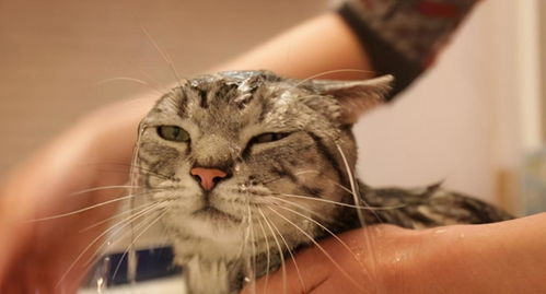 宠物猫毛发怎么养护