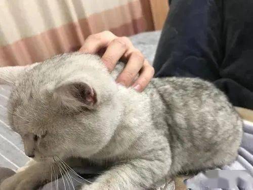 怎么安抚宠物猫