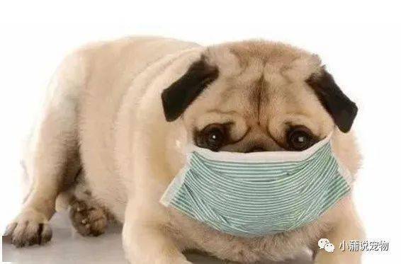 怎么样宠物狗不臭臭的呢