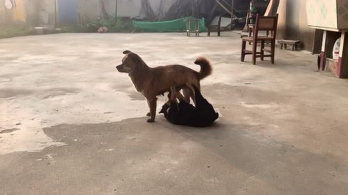 一只宠物狗到农村怎么办