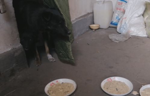 宠物狗无人管怎么办啊