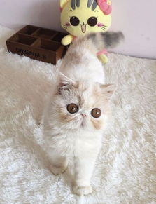 宠物猫品相怎么挑好猫
