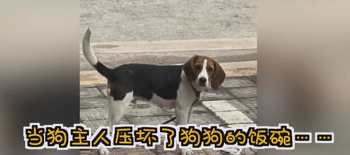 怎么能画宠物狗的脸型呢