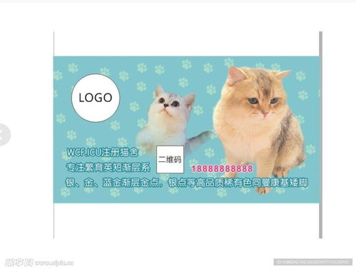 卖宠物猫广告怎么发