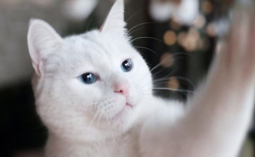 宠物猫背包夏天怎么用