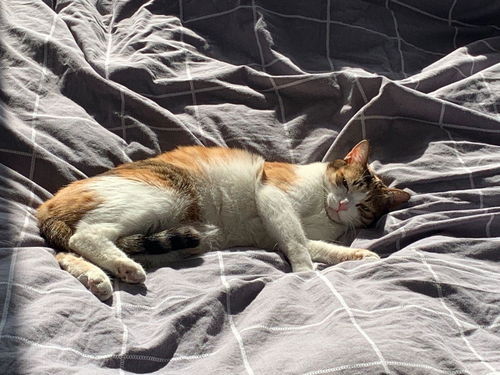 宠物猫怎么投胎成人的猫