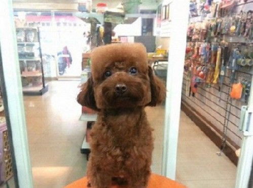 怎么能画宠物狗的脸型
