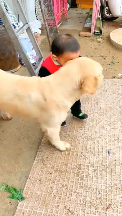 好想当一只宠物狗怎么办