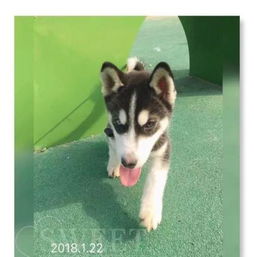 宠物狗一般怎么寄出去养